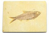 Detailed Fossil Fish (Knightia) - Wyoming #372334-1